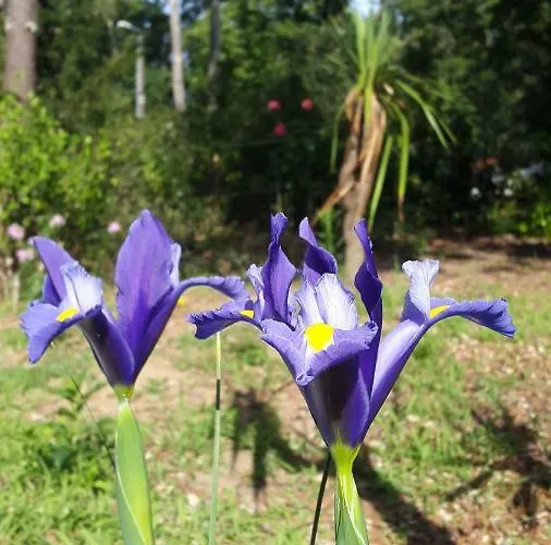 Brevocean Calme Cote Atlantique Panzió