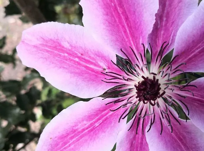 Brevocean Calme Cote Atlantique Panzió